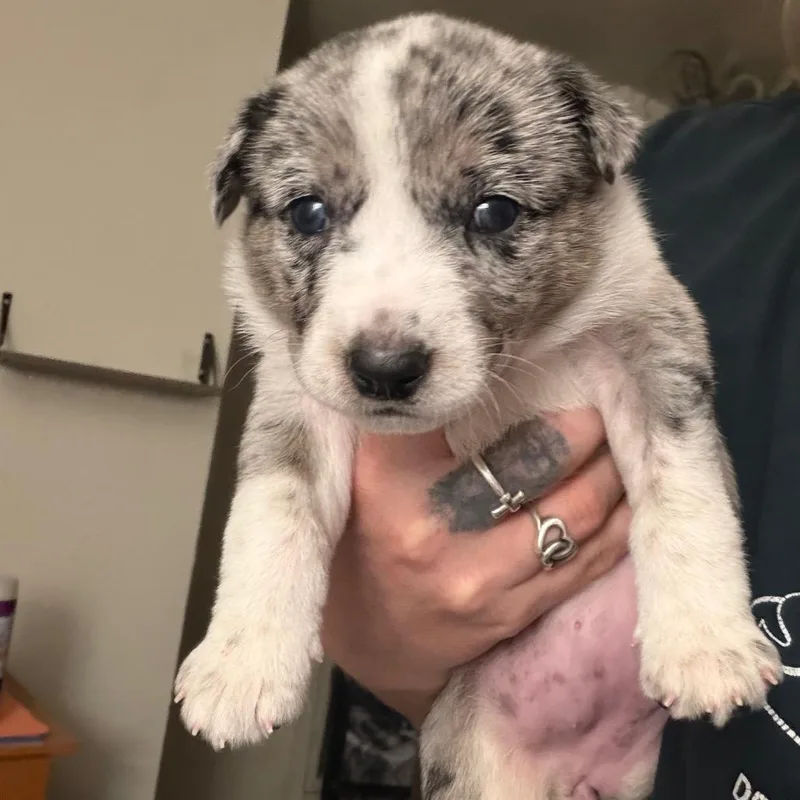 A baby medium-sized female Australian Shepherd dog named Fable for adoption in Fredericksburg, TX