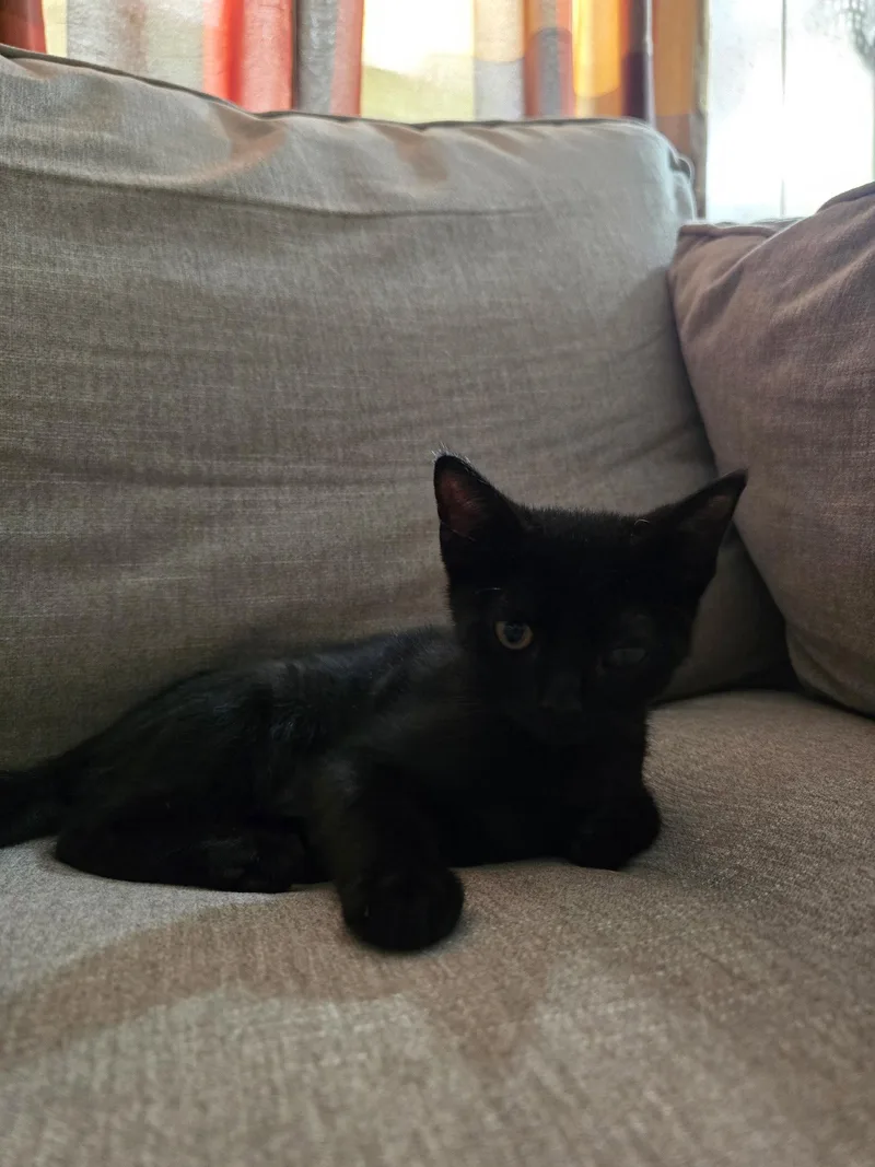 A baby medium-sized male Black Domestic Short Hair cat named Little Bear for adoption in Frisco, TX