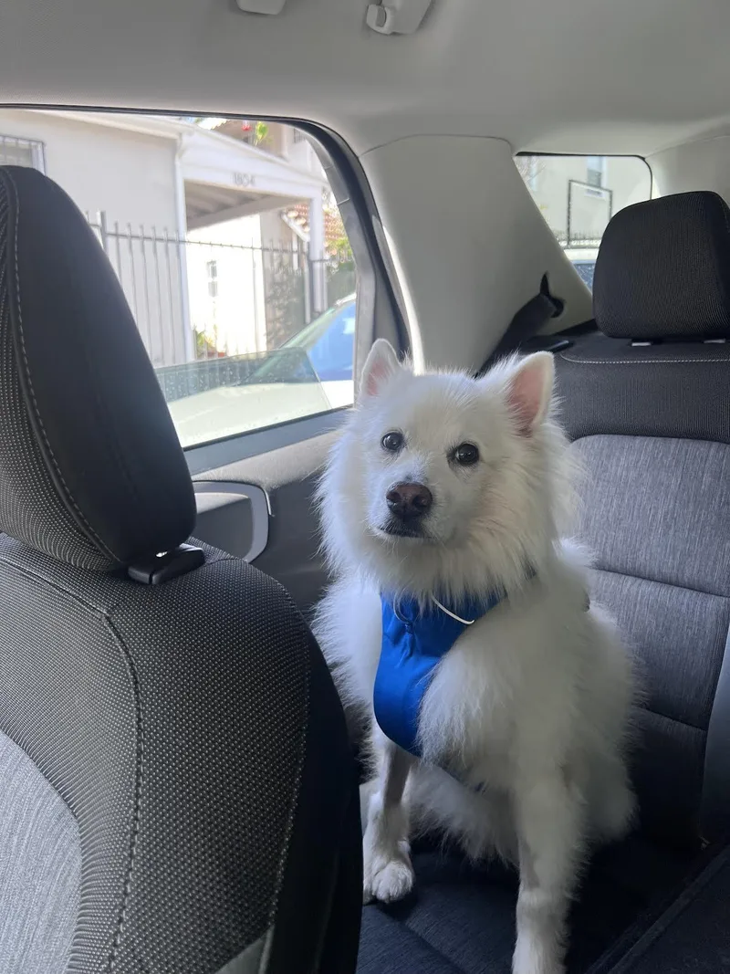 A young medium-sized male American Eskimo Dog dog named Rudy Of Los Angeles for adoption in Randallstown, MD