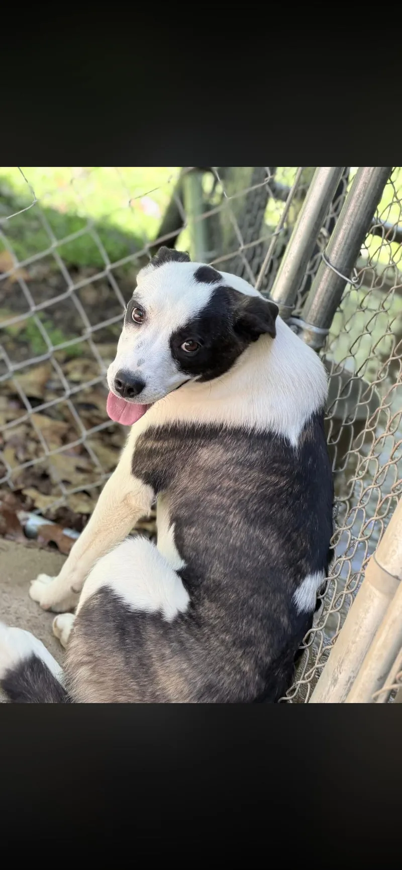 A young medium-sized female Harlequin Terrier dog named Violet for adoption in Horseshoe Bend, AR