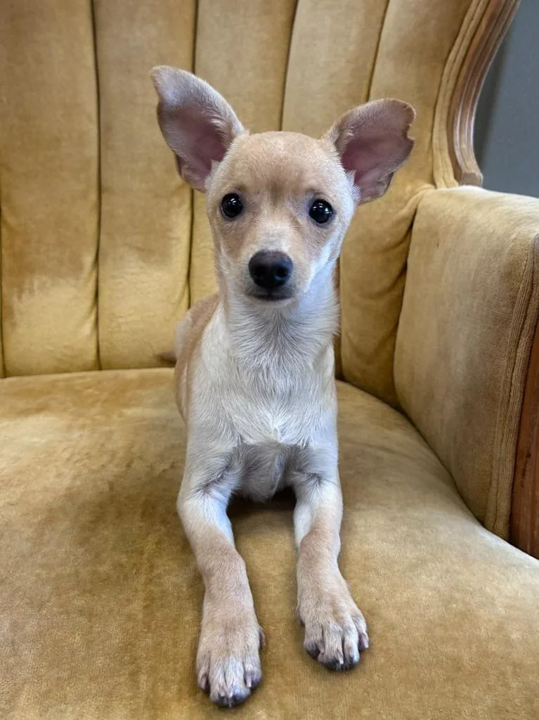 A baby small-sized female Chihuahua dog named Lala for adoption in Madison, GA