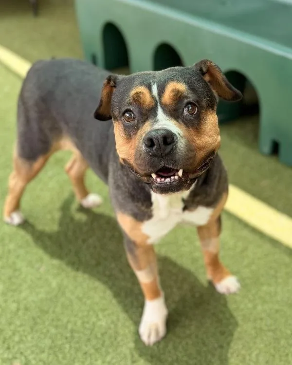 An adult medium-sized female Rottweiler dog named Coco Butter for adoption in Canton, GA