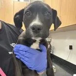 A baby medium-sized female Black Labrador Retriever dog named Rigatoni for adoption in Tampa, FL