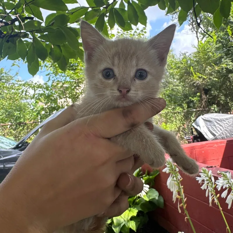 A baby small-sized female Buff / Tan / Fawn Domestic Short Hair cat named Princess for adoption in Novelty, OH