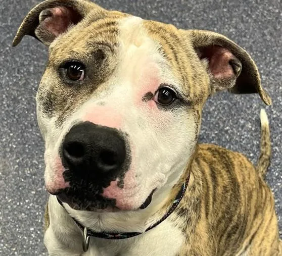 A young large-sized male Pit Bull Terrier dog named Biscuit for adoption in Anchorage, AK