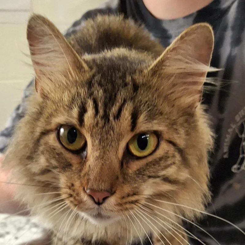 A young medium-sized female Brown / Chocolate Domestic Long Hair cat named Raine for adoption in Zanesville, OH