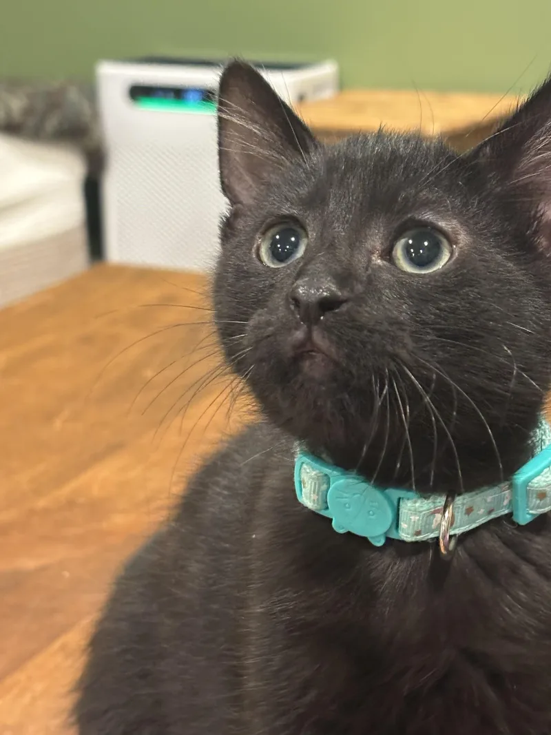 A baby small-sized male Black Domestic Short Hair cat named Alexis for adoption in Plainville, MA