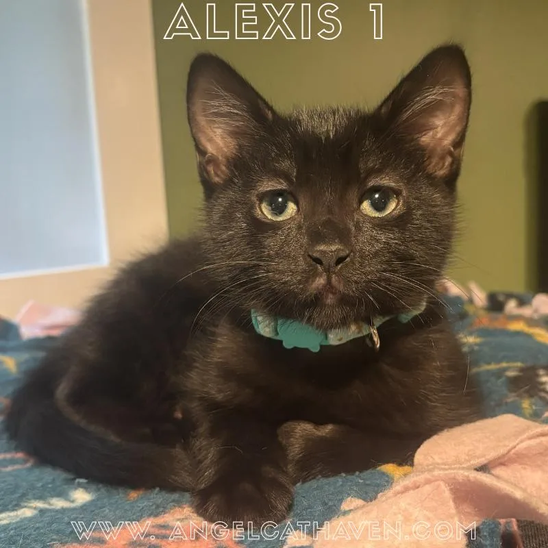 Alexis thumbnail 4