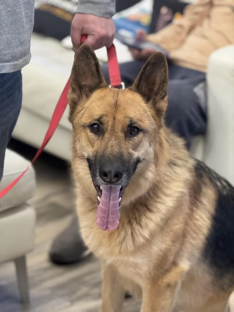 An adult large-sized female Tricolor (Brown, Black, & White) German Shepherd Dog named Scotch for adoption in Sonora, CA