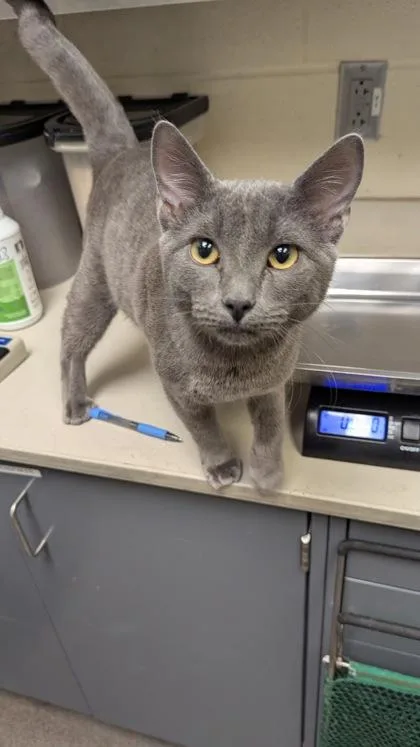 An adult medium-sized male Gray / Blue / Silver Domestic Short Hair cat named Walker for adoption in Wichita, KS