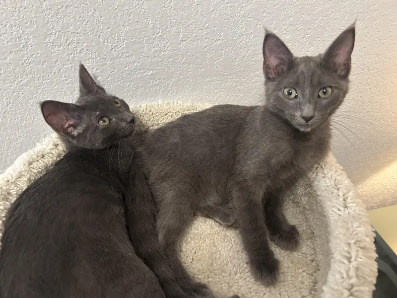 A young medium-sized female Gray / Blue / Silver Domestic Short Hair cat named Misty & Aurora for adoption in fort worth, TX