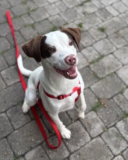 An adult medium-sized male Mixed Breed dog named Bentley for adoption in Washington, DC
