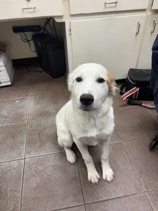 A young large-sized female White / Cream Great Pyrenees dog named Kendra for adoption in Cleburne, TX