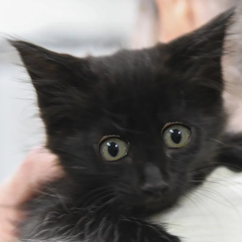 A baby small-sized female Black Domestic Short Hair cat named Bearss for adoption in Redwood City, CA