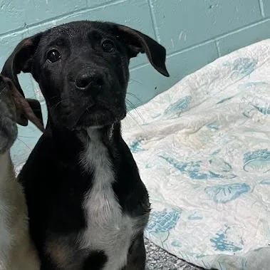 A baby small-sized male Black Shepherd dog named Ozzy Pawsborne for adoption in Port Charlotte, FL
