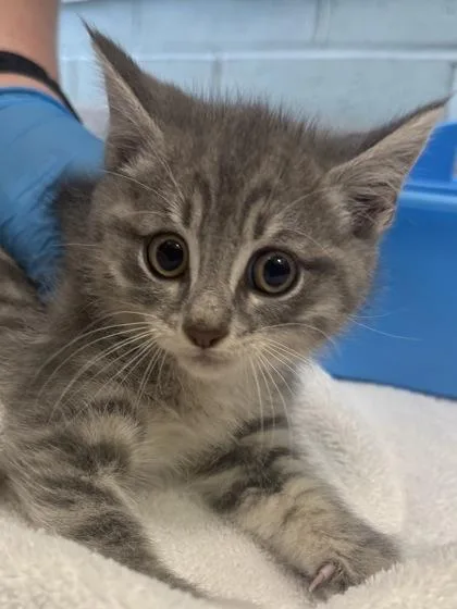 A baby small-sized male Domestic Short Hair cat named Saruman for adoption in Fishers, IN