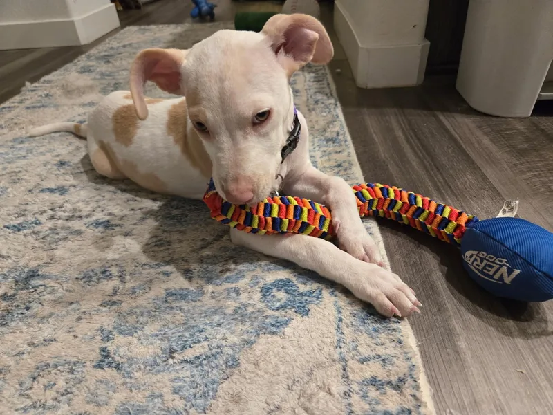 Buttercup~ Snuggle Buddy thumbnail 2