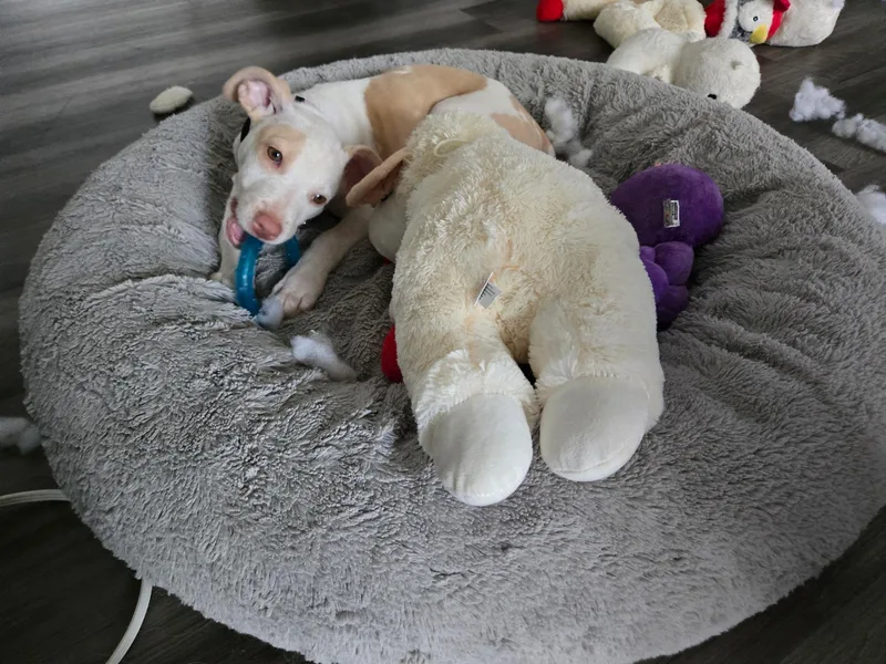 Buttercup~ Snuggle Buddy thumbnail 3