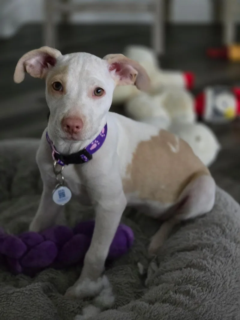 A baby medium-sized female White / Cream American Staffordshire Terrier dog named Buttercup~ Snuggle Buddy for adoption in Encino, CA