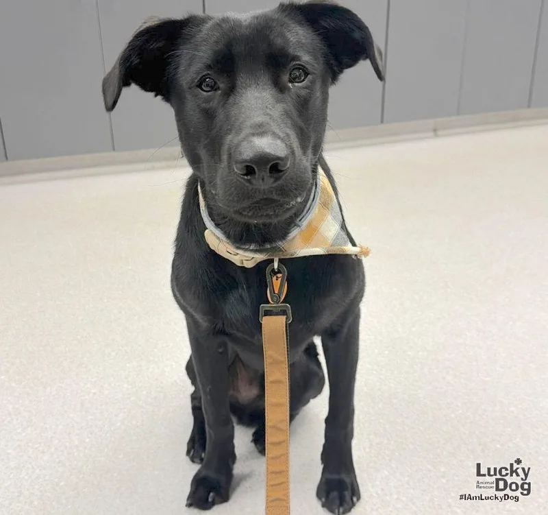 A young medium-sized male Labrador Retriever dog named Texas for adoption in Washington, DC