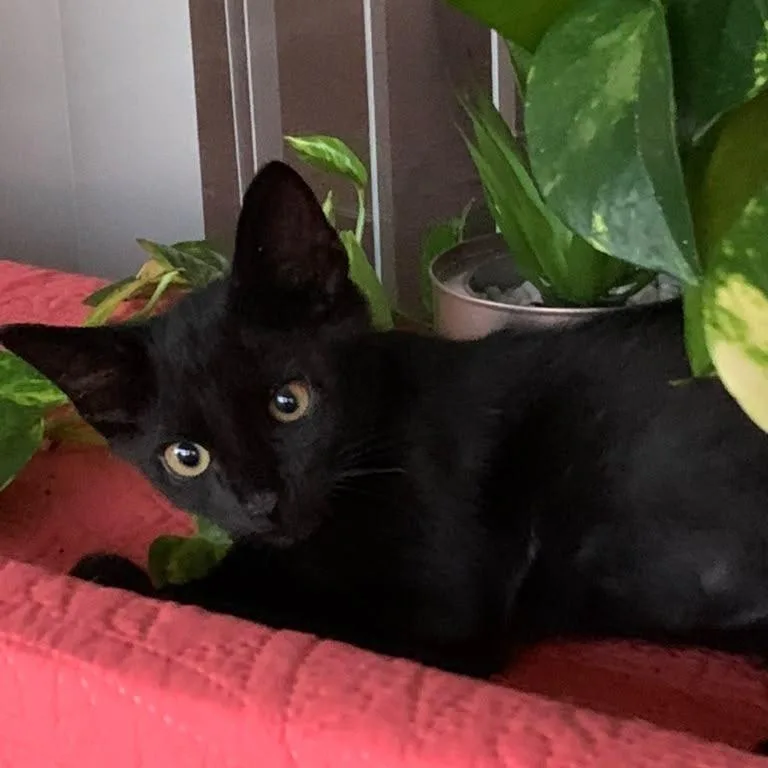 A baby small-sized male Black Domestic Short Hair cat named Sampson for adoption in Lauderhill, FL