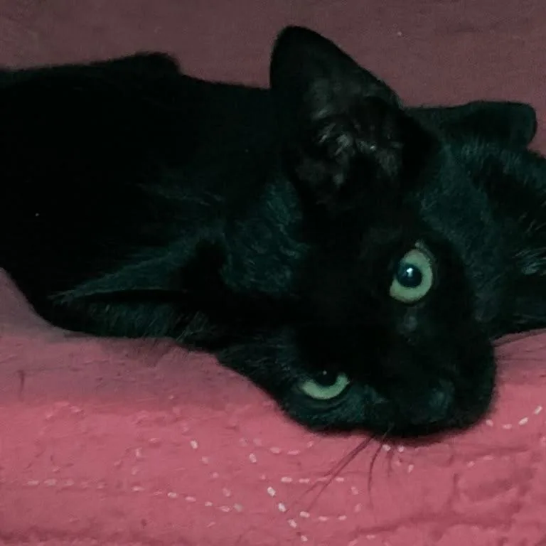 Sampson thumbnail 2