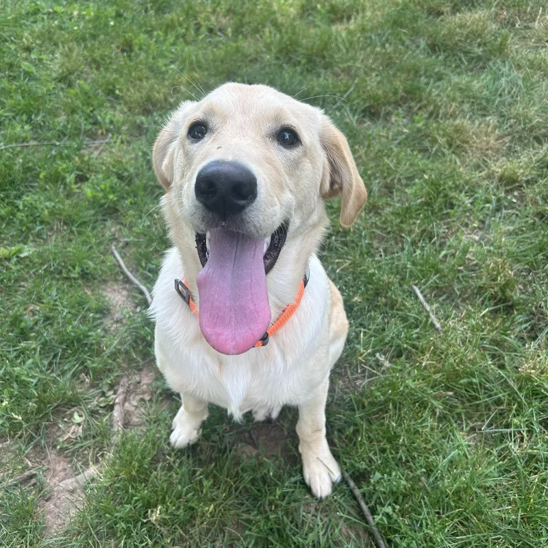 A baby large-sized male Golden Retriever dog named Ryder for adoption in Kutztown, PA
