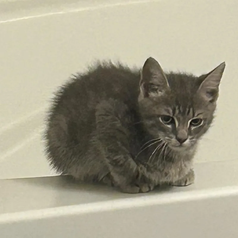 A baby small-sized male Gray / Blue / Silver Domestic Short Hair cat named Smokey Meowtains for adoption in Greensboro, NC