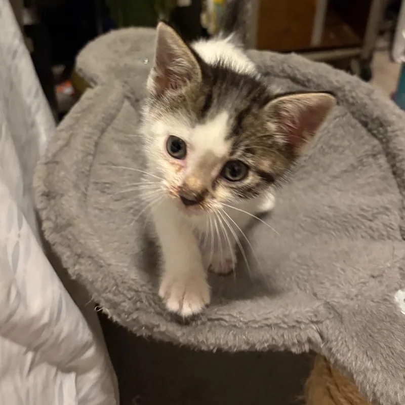 A young medium-sized male Domestic Medium Hair cat named Twizzle for adoption in Crookston, MN