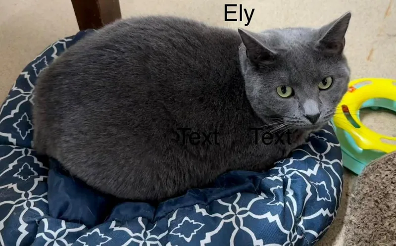 Ely