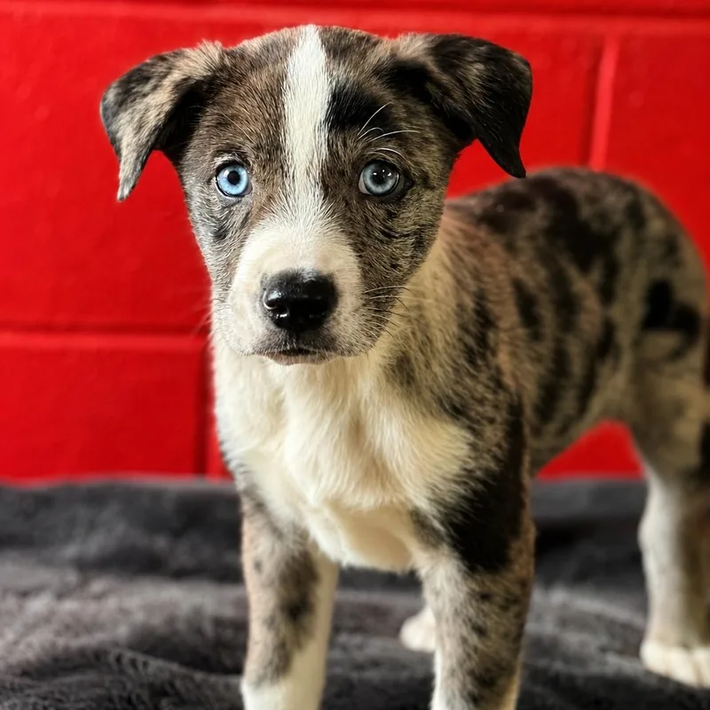 A baby medium-sized male Mixed Breed dog named Groot for adoption in Hughesville, MD