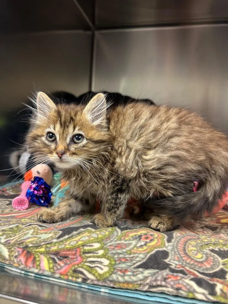 A baby small-sized male Domestic Long Hair cat named Paddy for adoption in Johnson City, TN