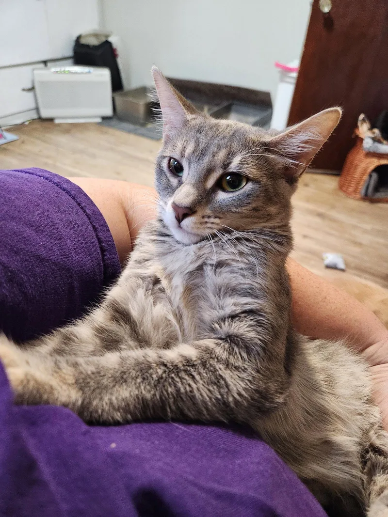 A baby medium-sized female Domestic Short Hair cat named Anya & Dimitri for adoption in Wheaton, IL