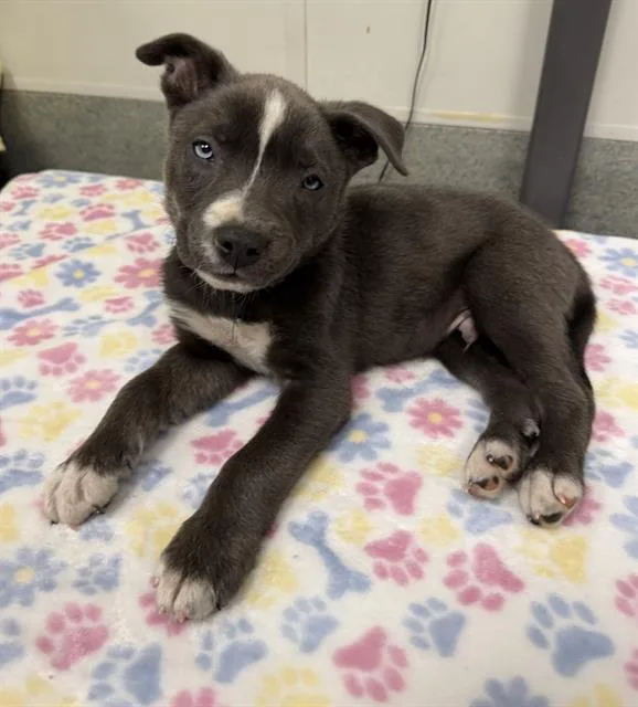 A baby small-sized male Siberian Husky dog named Tate for adoption in Ontario, CA