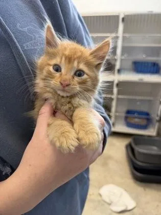 A baby small-sized male Domestic Medium Hair cat named Binx for adoption in Manteo, NC