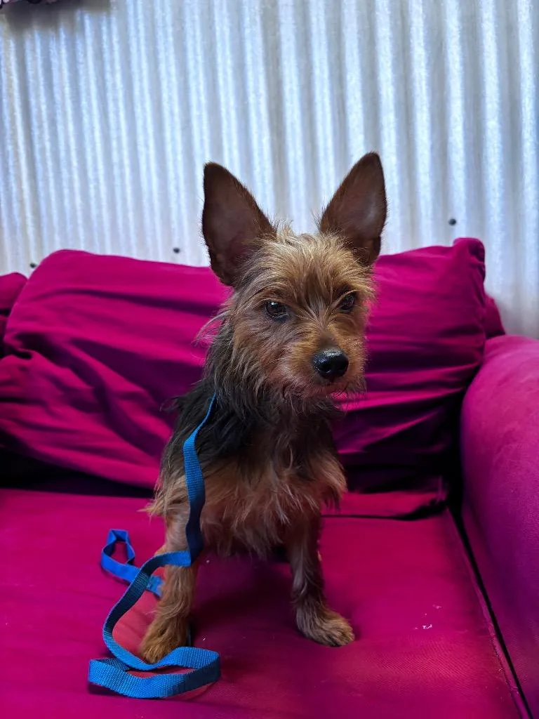 A young small-sized female Silky Terrier dog named Merida for adoption in Luling, TX