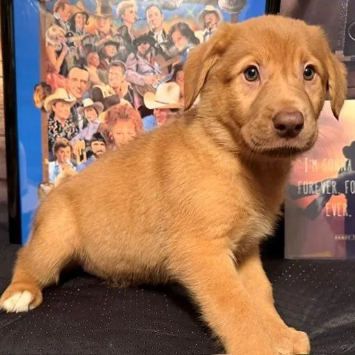 A baby medium-sized female Apricot / Beige Labrador Retriever dog named Carrie for adoption in Normal, IL