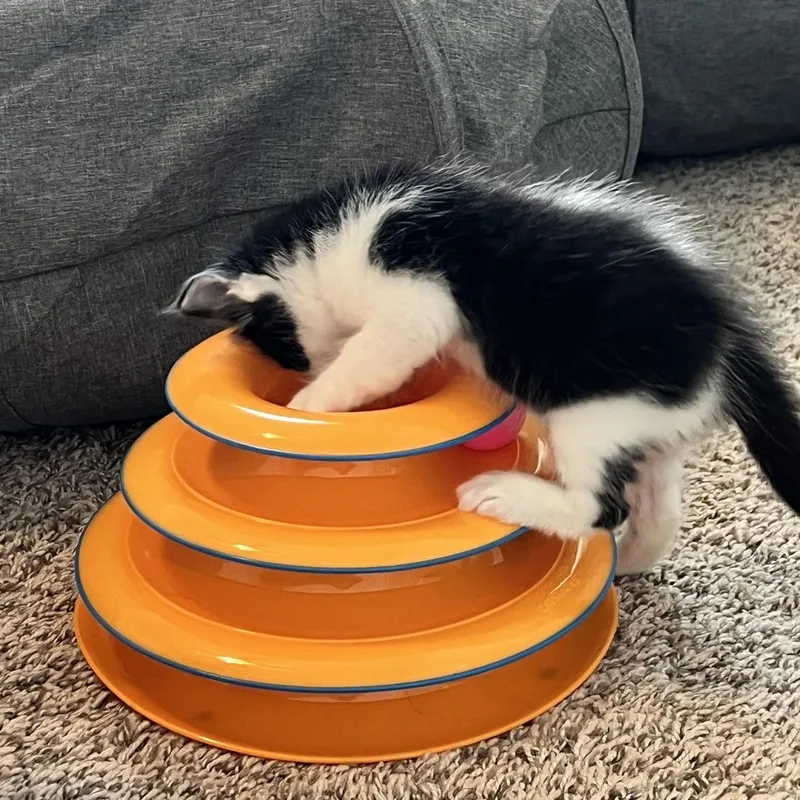 A baby small-sized male Black Domestic Short Hair cat named Seattle for adoption in Austin, TX