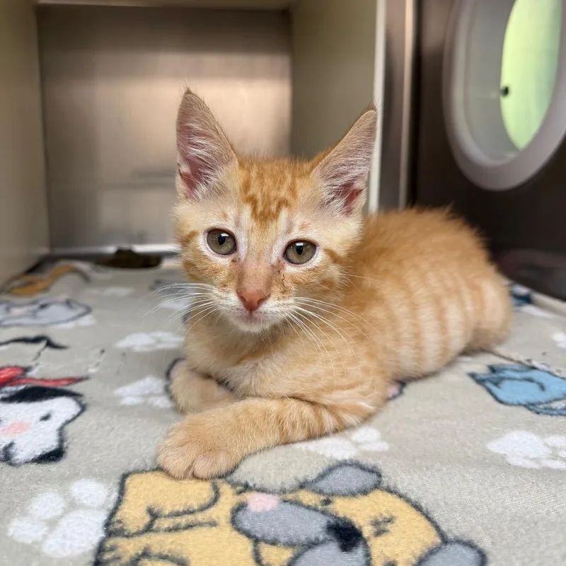 A baby small-sized male Orange / Red Domestic Short Hair cat named Chucky for adoption in Newark, NJ