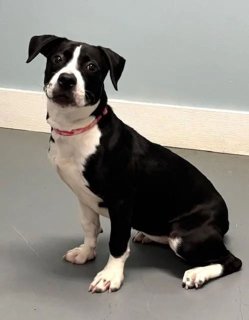 A baby medium-sized female Black Mixed Breed dog named Mc for adoption in Hawk Point, MO