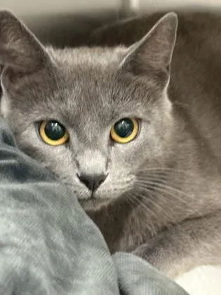 An adult medium-sized female Domestic Short Hair cat named Mrs Rocker for adoption in Memphis, TN