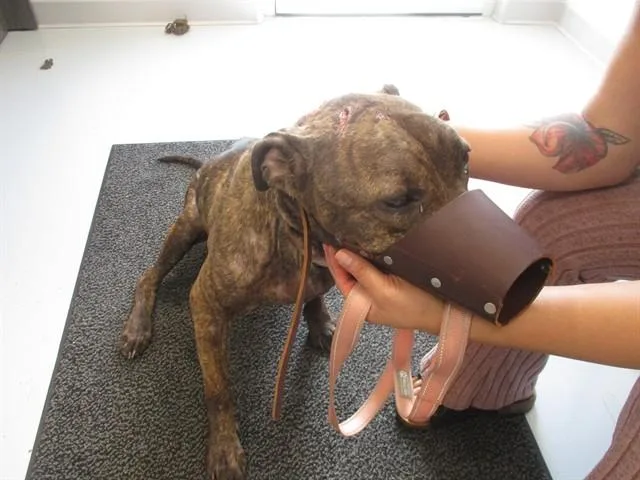 An adult medium-sized female Pit Bull Terrier dog named A for adoption in Ocala, FL