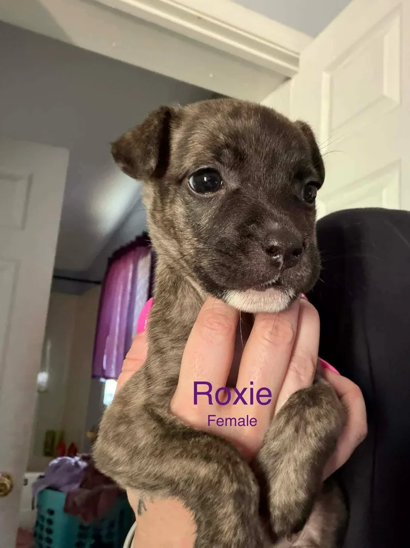 A baby medium-sized female Mixed Breed dog named Roxie for adoption in Harrodsburg, KY