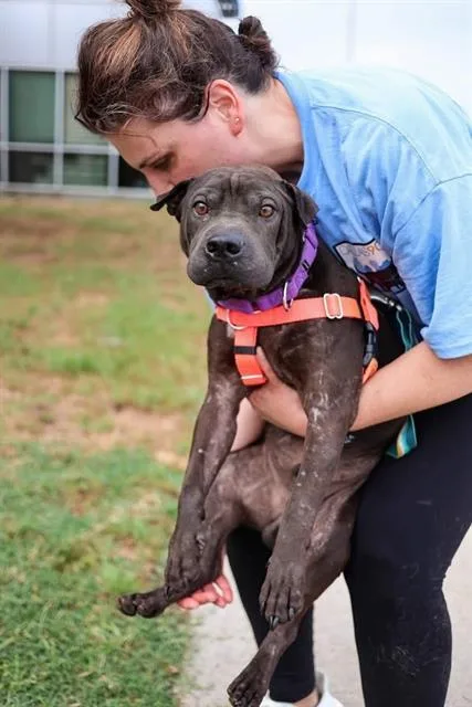 A young medium-sized male Mixed Breed dog named Moose for adoption in Dallas, TX