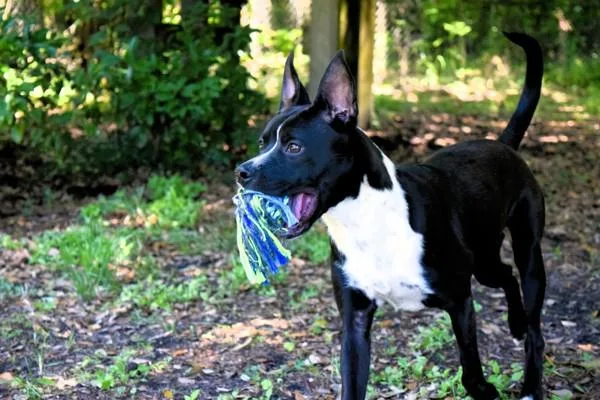 A young medium-sized female Pit Bull Terrier dog named Hollis for adoption in Mobile, AL