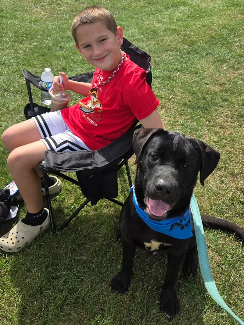 A young medium-sized male Black Labrador Retriever dog named Dewey for adoption in Buffalo, NY