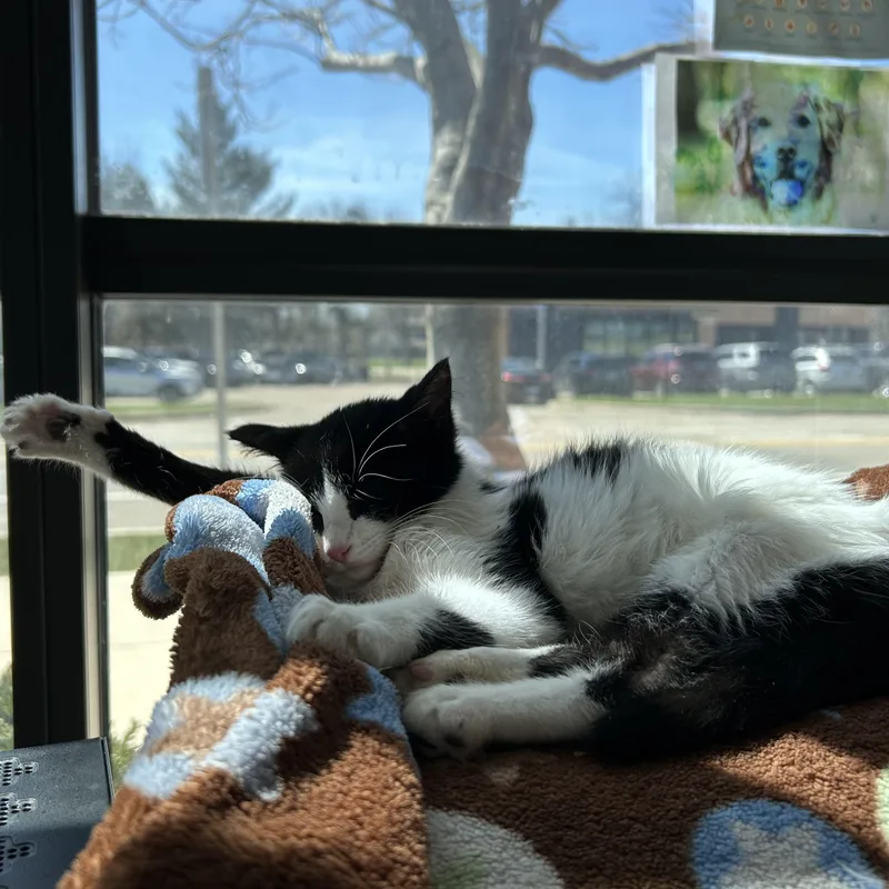 A baby medium-sized female Black & White / Tuxedo Domestic Short Hair cat named Lindor for adoption in Walker, MI