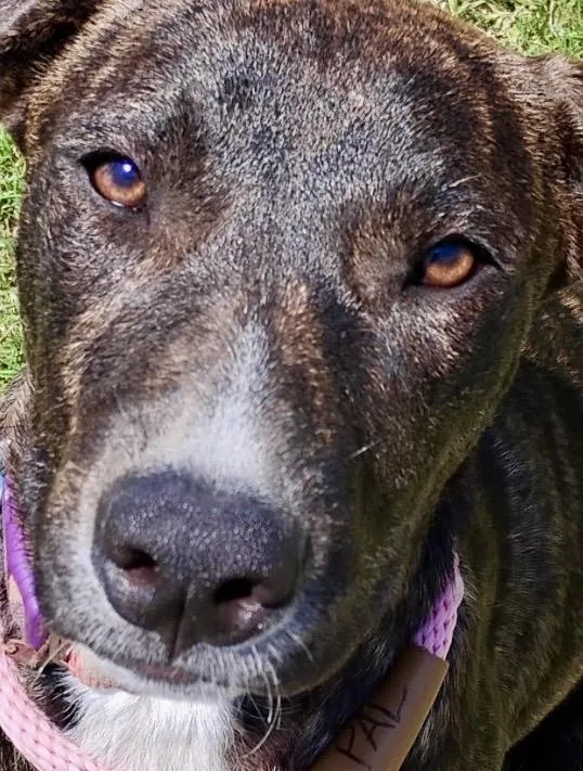 An adult medium-sized female Brindle Plott Hound dog named Peggy  Brindle Plott for adoption in Tulsa, OK