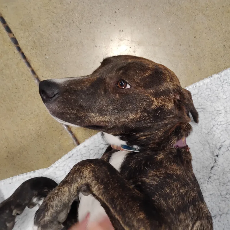 Peggy  Brindle Plott thumbnail 2