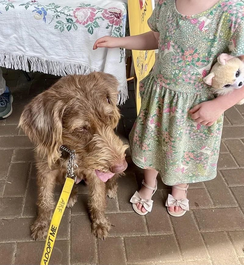 A young medium-sized female Brown / Chocolate Labradoodle dog named Aurora for adoption in Ewing, NJ